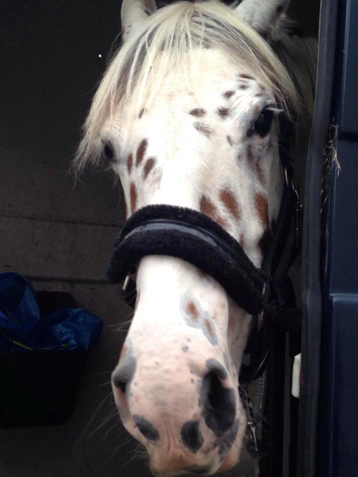 Knabstrupper Cibell [lånehest] billede 49