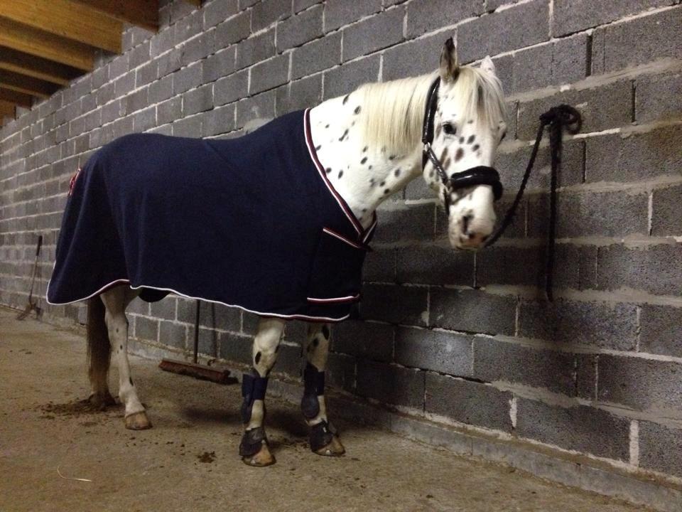 Knabstrupper Cibell [lånehest] billede 50