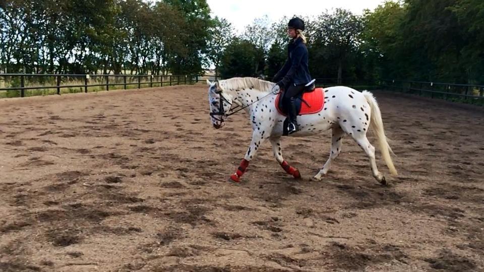 Knabstrupper Cibell [lånehest] billede 38