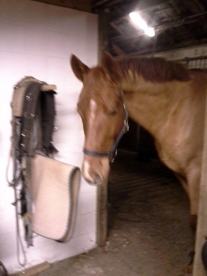 Dansk Varmblod libaks conquest - skal helst være med i alt også hvad jeg laver inde i sadlerummet billede 3