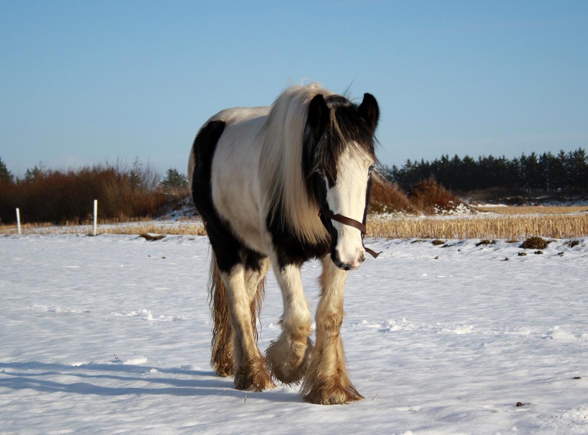 Irish Cob Mie billede 21