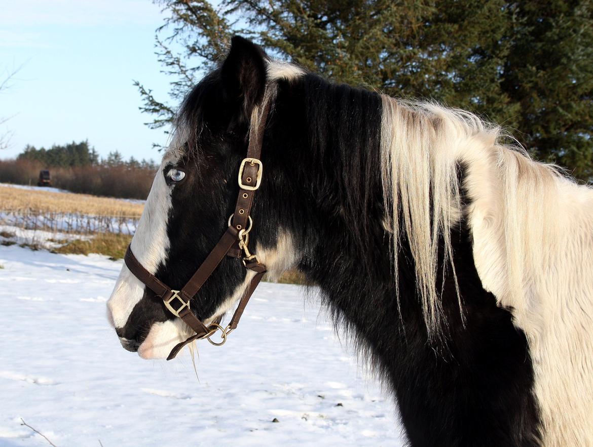 Irish Cob Mie billede 33