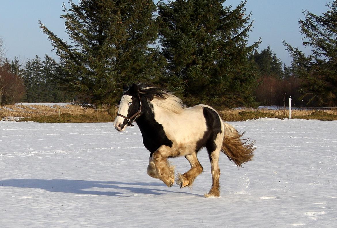 Irish Cob Mie billede 29