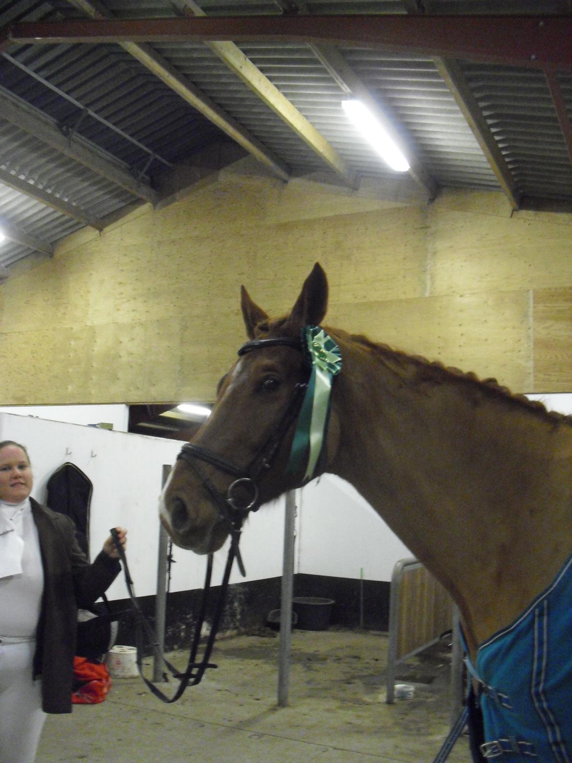 Dansk Varmblod libaks conquest - vores første stævne sammen, og første roset med hjem billede 14