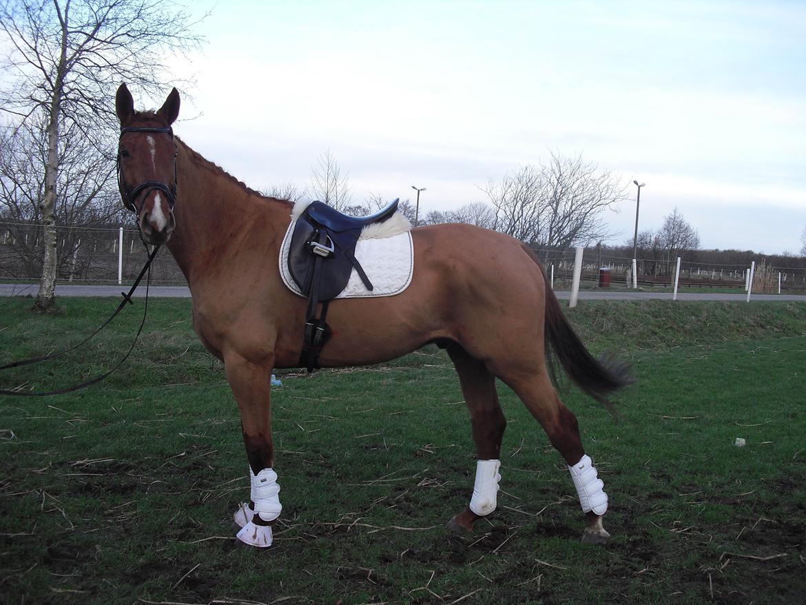 Dansk Varmblod libaks conquest - har aldrig oplevet en nemmere hest og have med til stævne billede 15