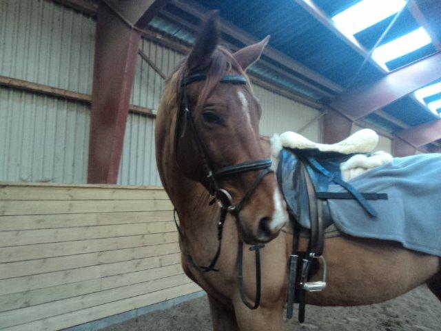 Dansk Varmblod libaks conquest - nærmest som en lille hund bliver stående når jeg siger det billede 2