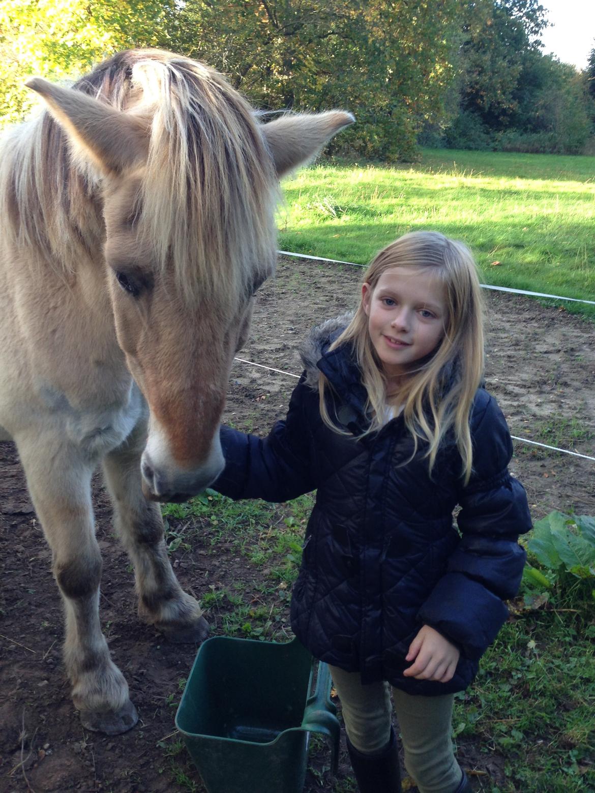 Fjordhest Trold ll billede 2