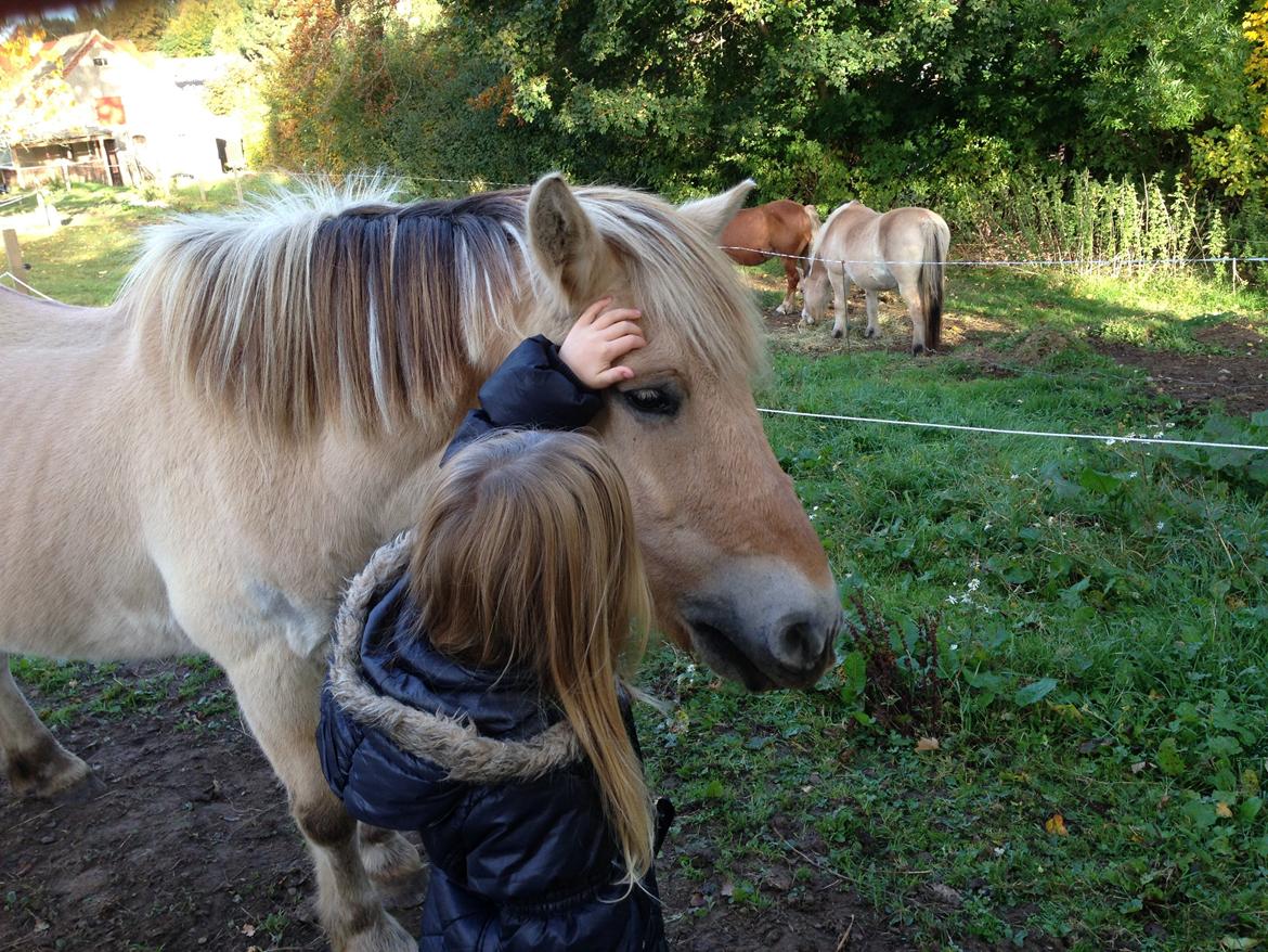 Fjordhest Trold ll billede 5