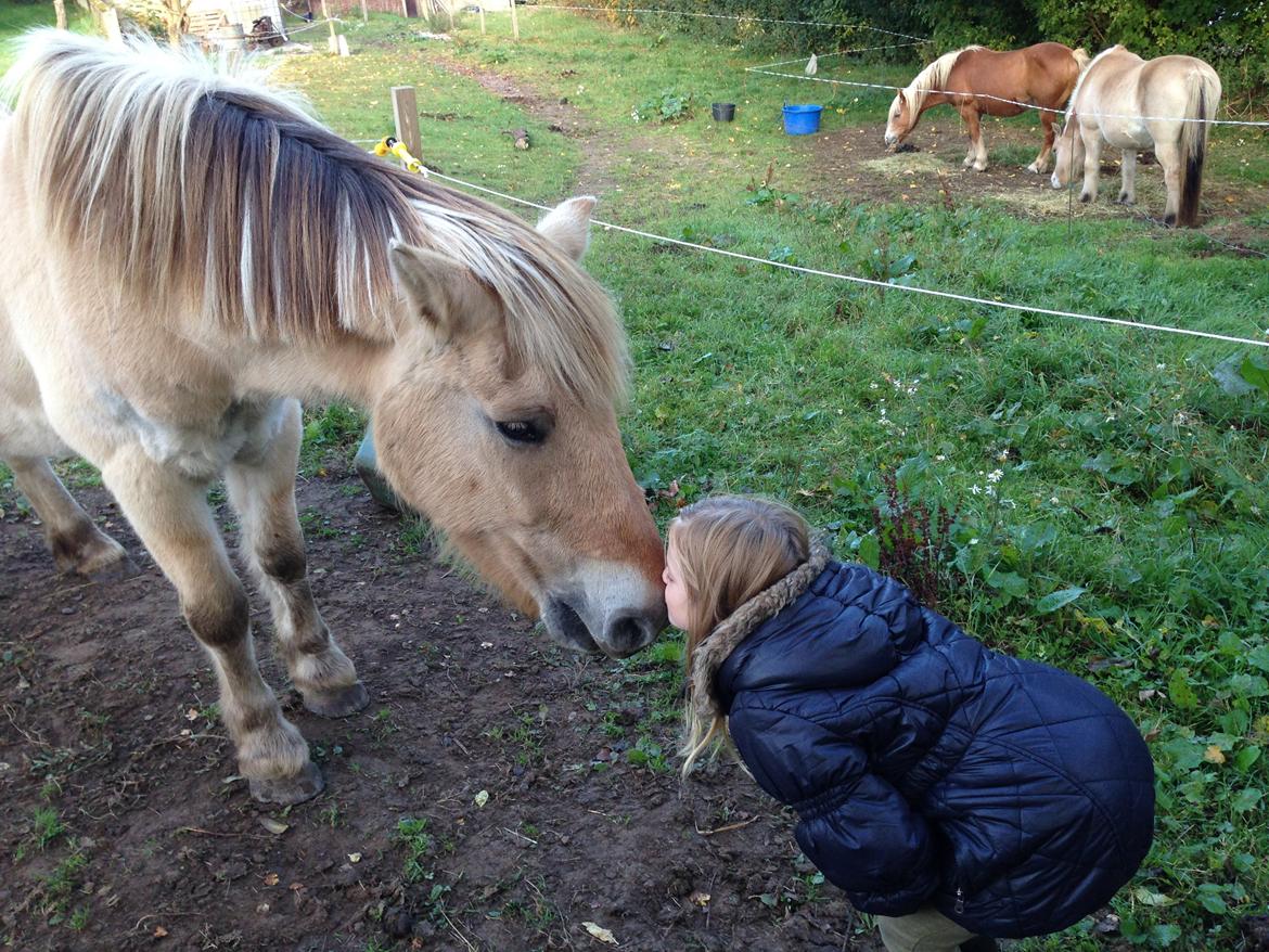 Fjordhest Trold ll billede 1