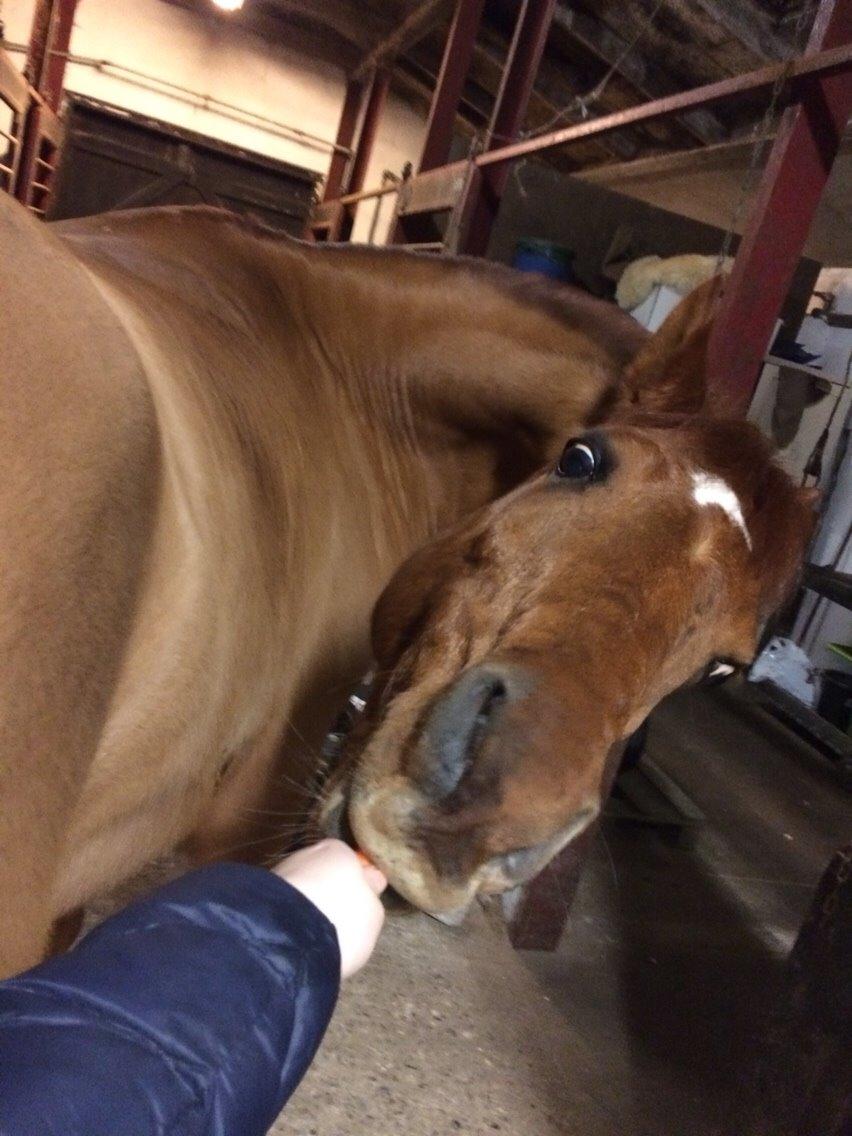 Arabisk fuldblod (OX) D. Midnight Rodeo OX billede 3