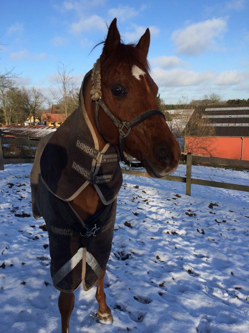 Arabisk fuldblod (OX) D. Midnight Rodeo OX billede 12