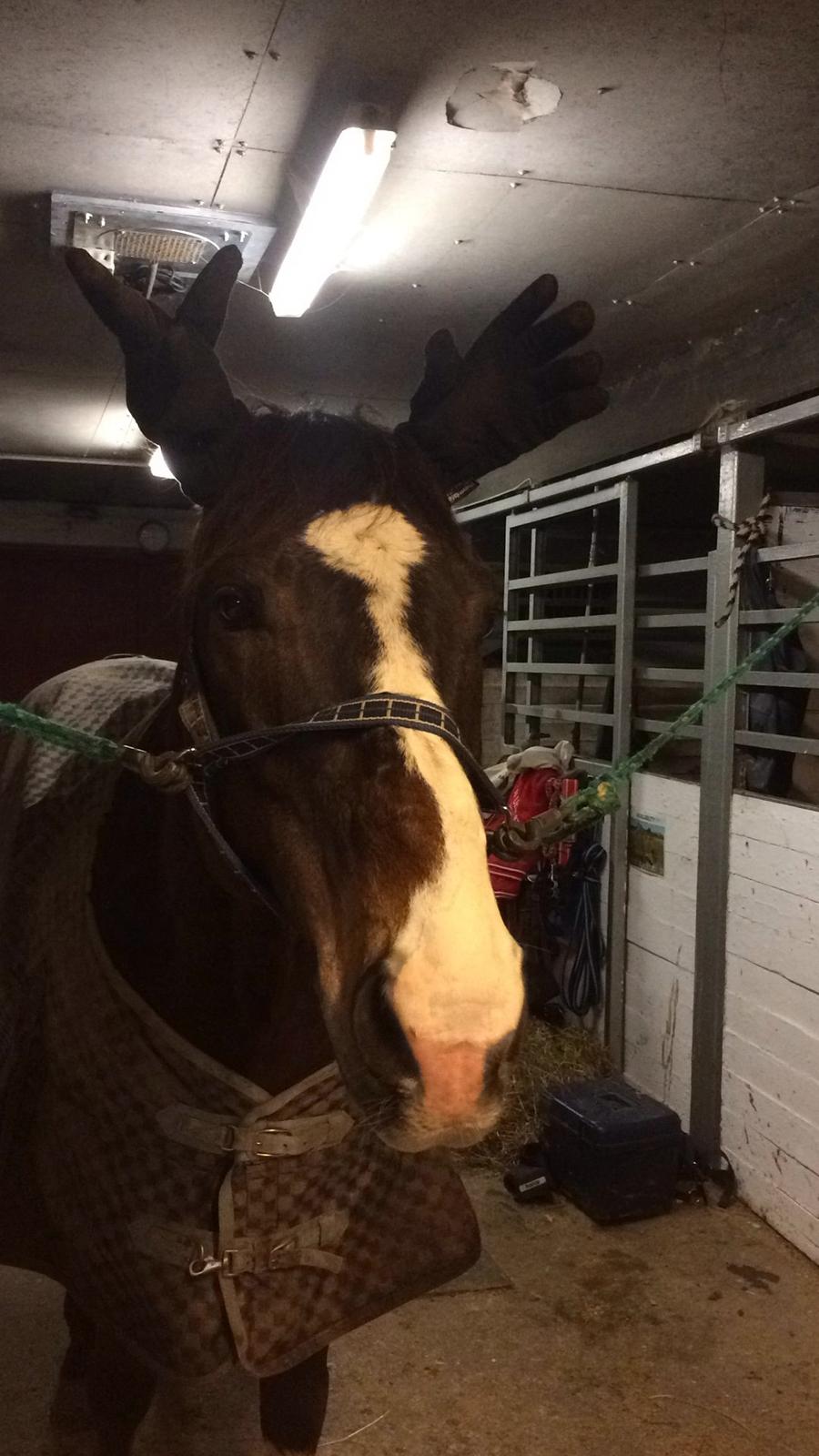 Dansk Varmblod Blue {himmel hest} billede 1