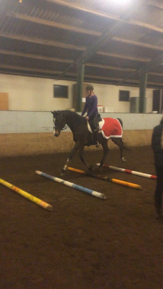 Dansk Varmblod Blue {himmel hest} billede 3