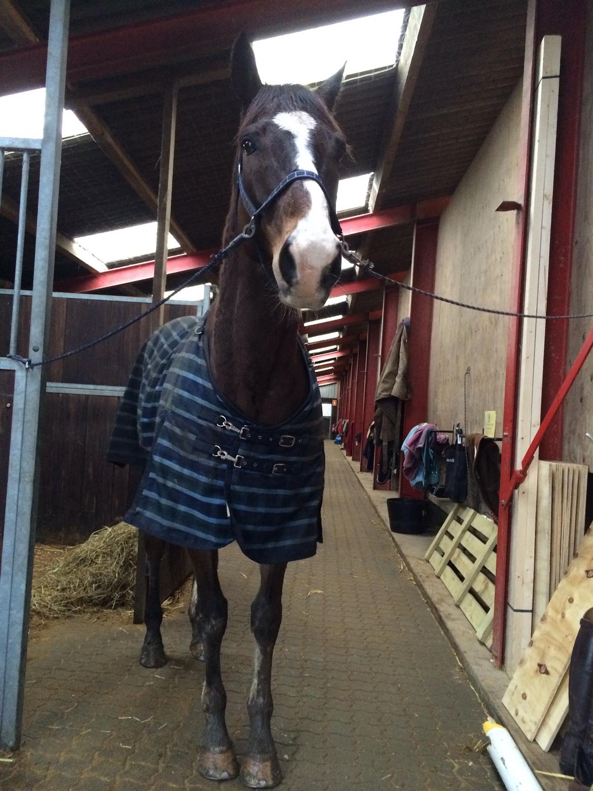 Dansk Varmblod Blue {himmel hest} billede 5