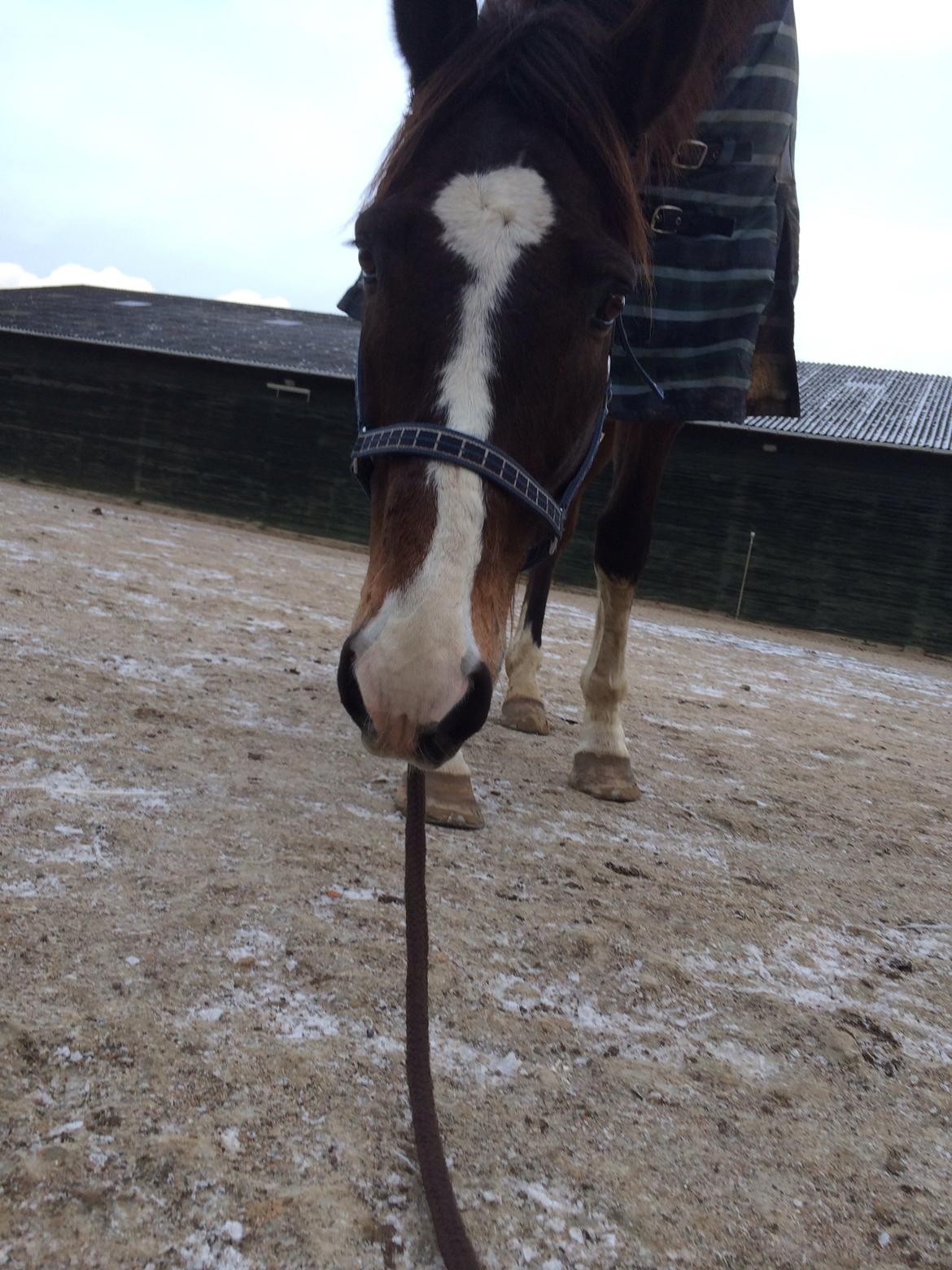 Dansk Varmblod Blue {himmel hest} billede 14