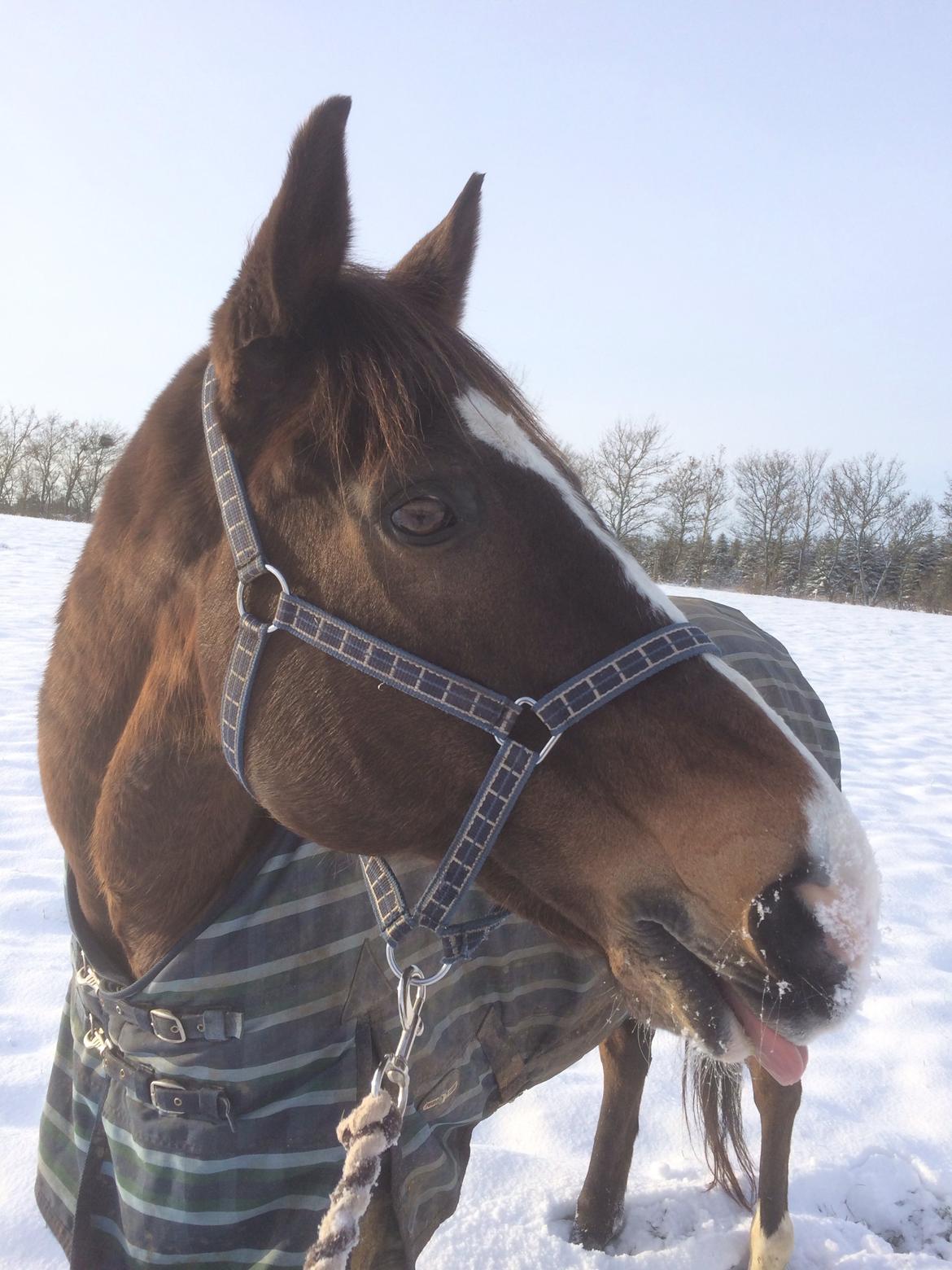 Dansk Varmblod Blue {himmel hest} billede 15