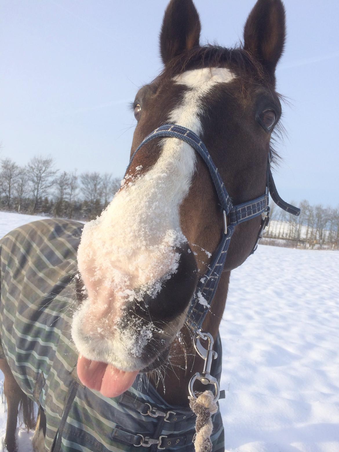 Dansk Varmblod Blue {himmel hest} billede 16