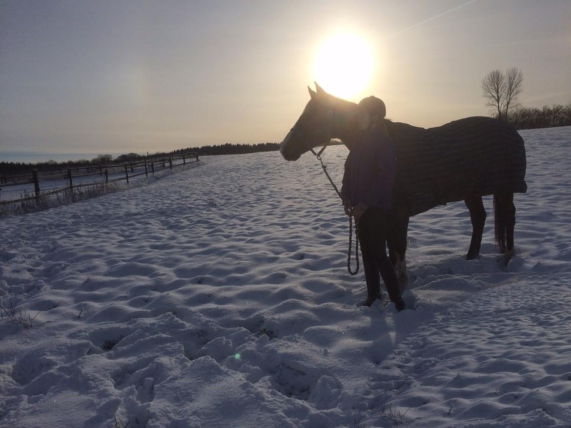 Dansk Varmblod Blue {himmel hest} billede 17