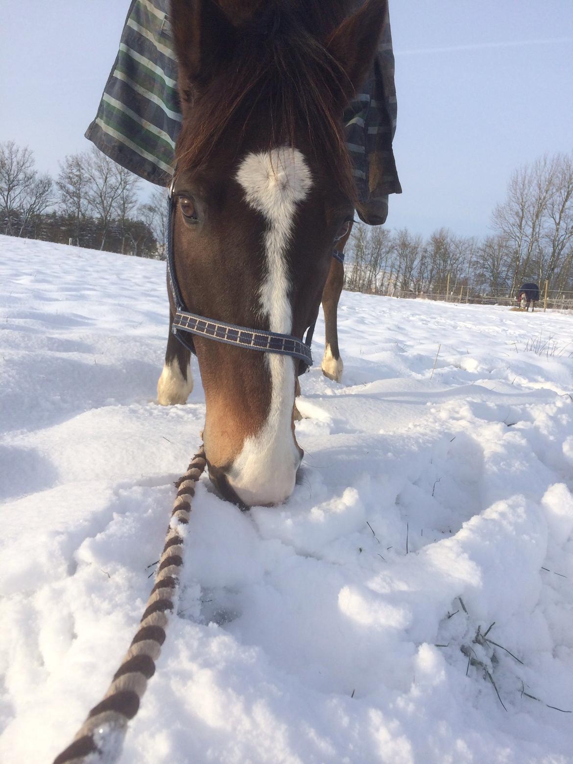 Dansk Varmblod Blue {himmel hest} billede 18