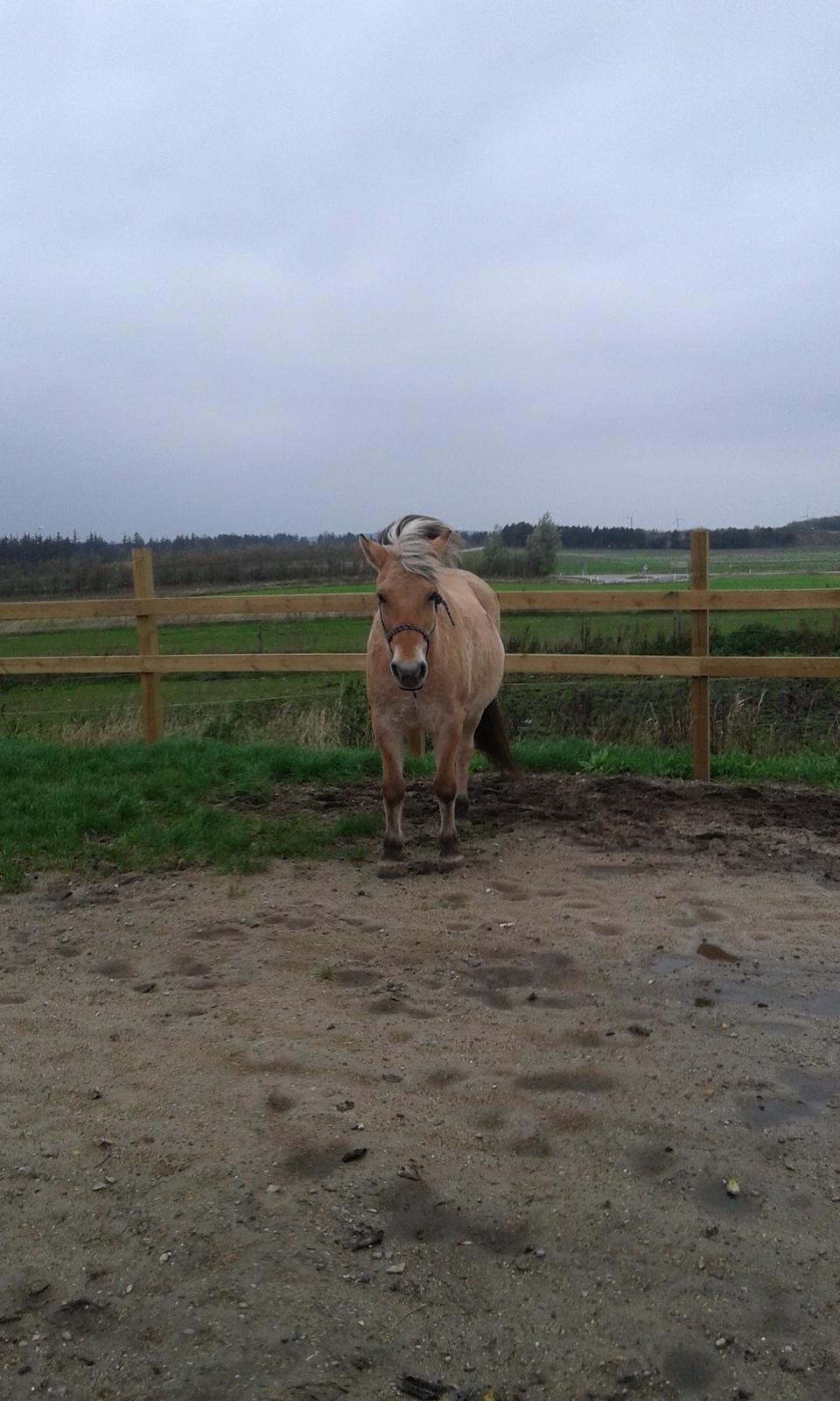 Anden særlig race Ronja Mussen billede 20