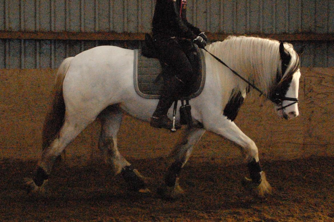 Tinker Hauge's Aileen [Ko] - Rytter: Maria Høst Jensen | Foto: Helene Simonsen.. - 4 år billede 36