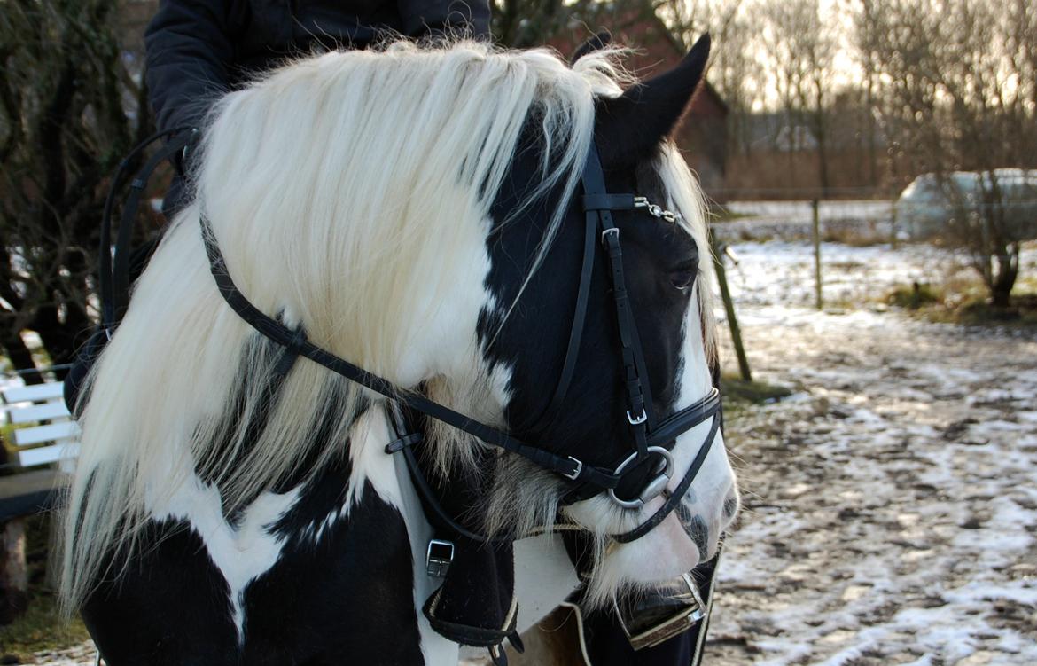 Tinker Hauge's Aileen [Ko] - 4 år billede 40