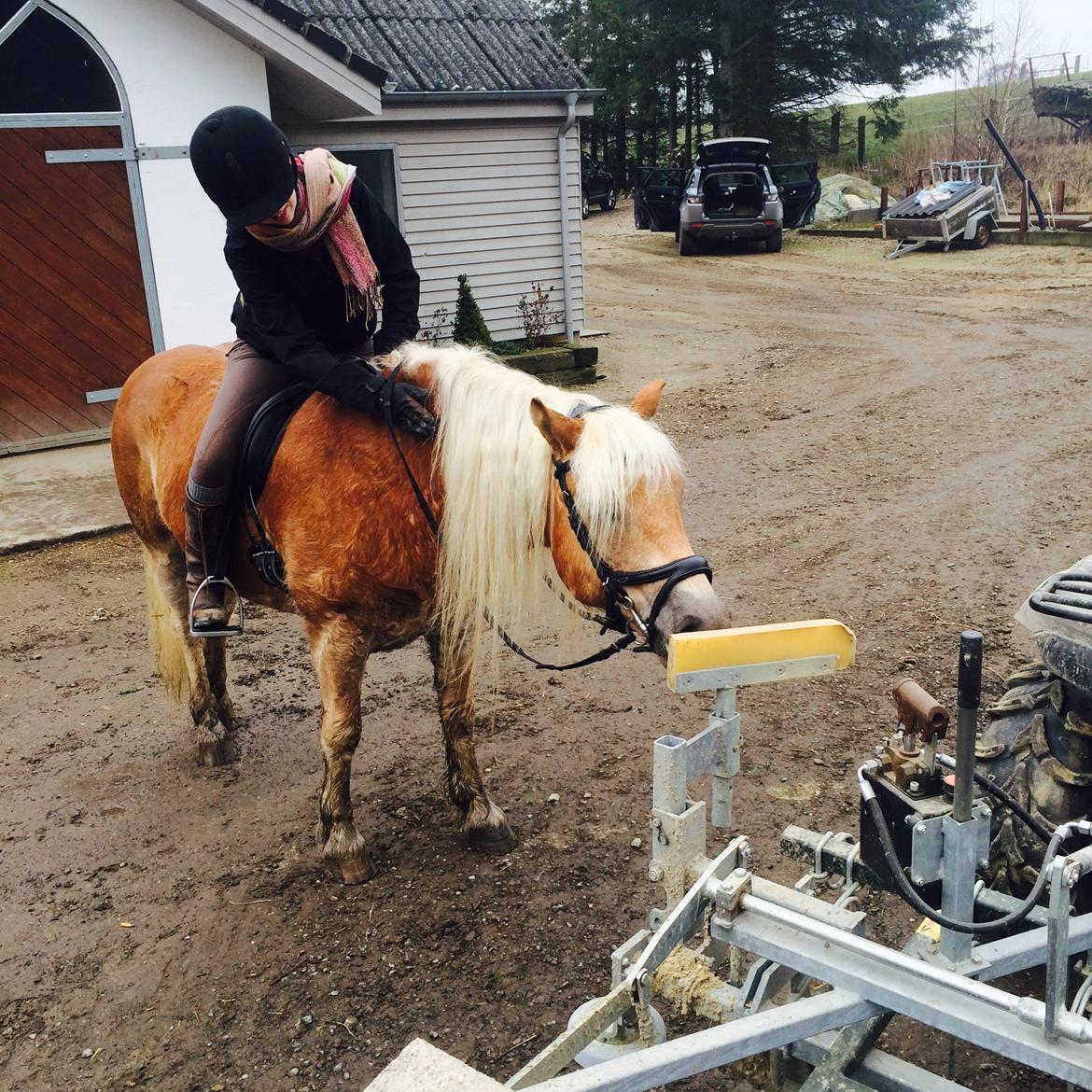 Haflinger RIDEDYRET ALADDIN - 6års billede 29