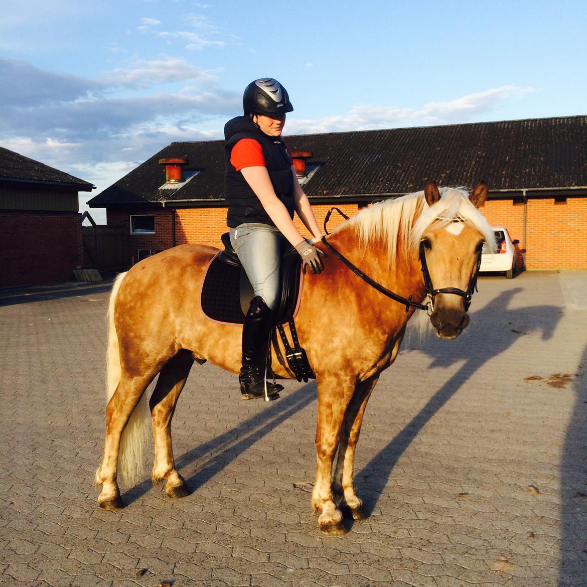 Haflinger RIDEDYRET ALADDIN - 6års billede 30