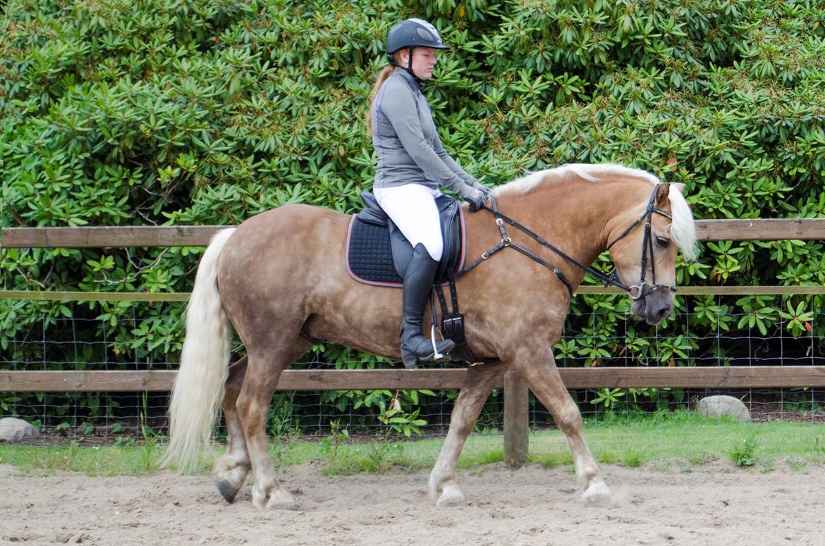 Haflinger RIDEDYRET ALADDIN - 6års billede 31