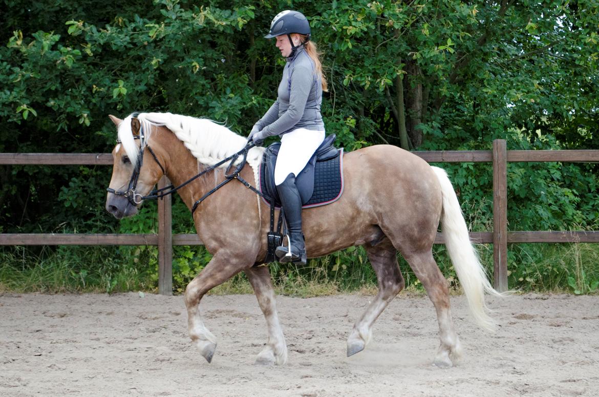 Haflinger RIDEDYRET ALADDIN - 6års billede 32