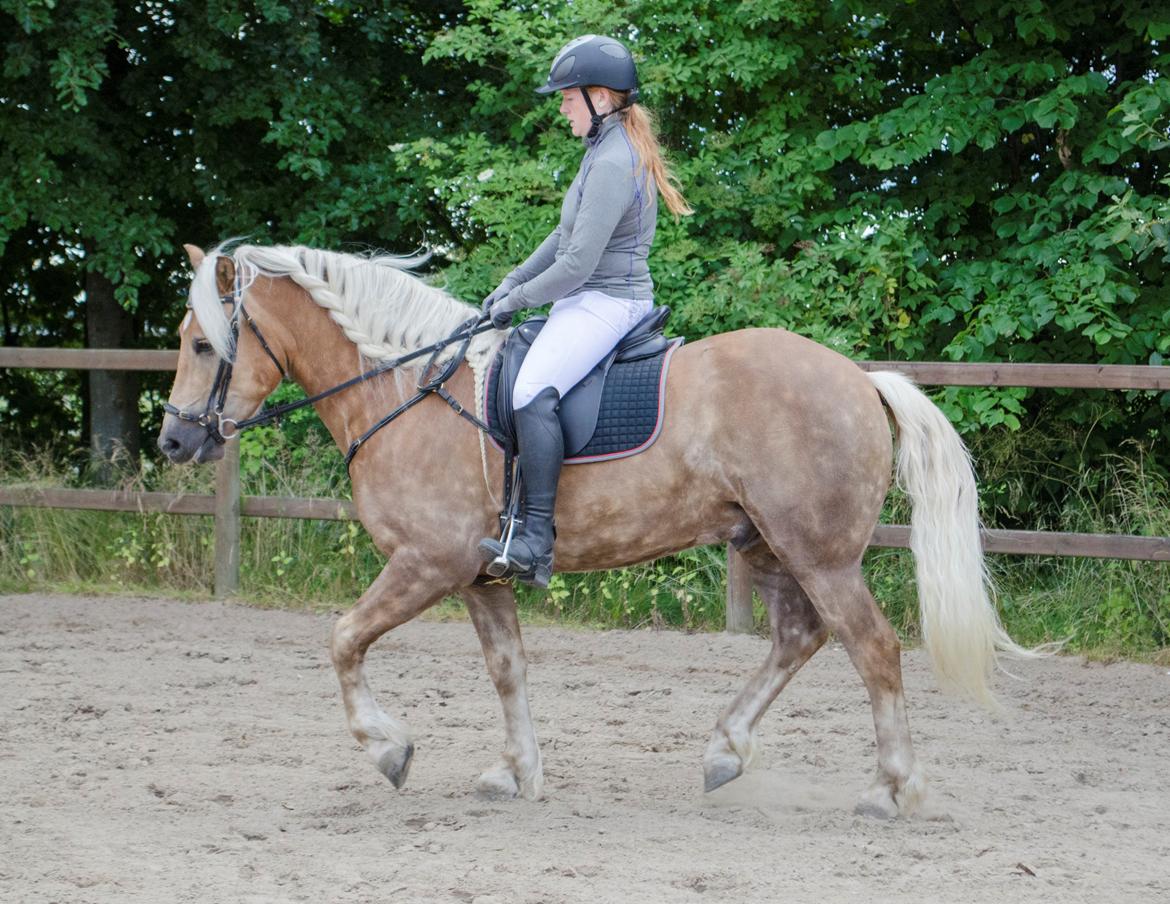 Haflinger RIDEDYRET ALADDIN - 6års billede 33