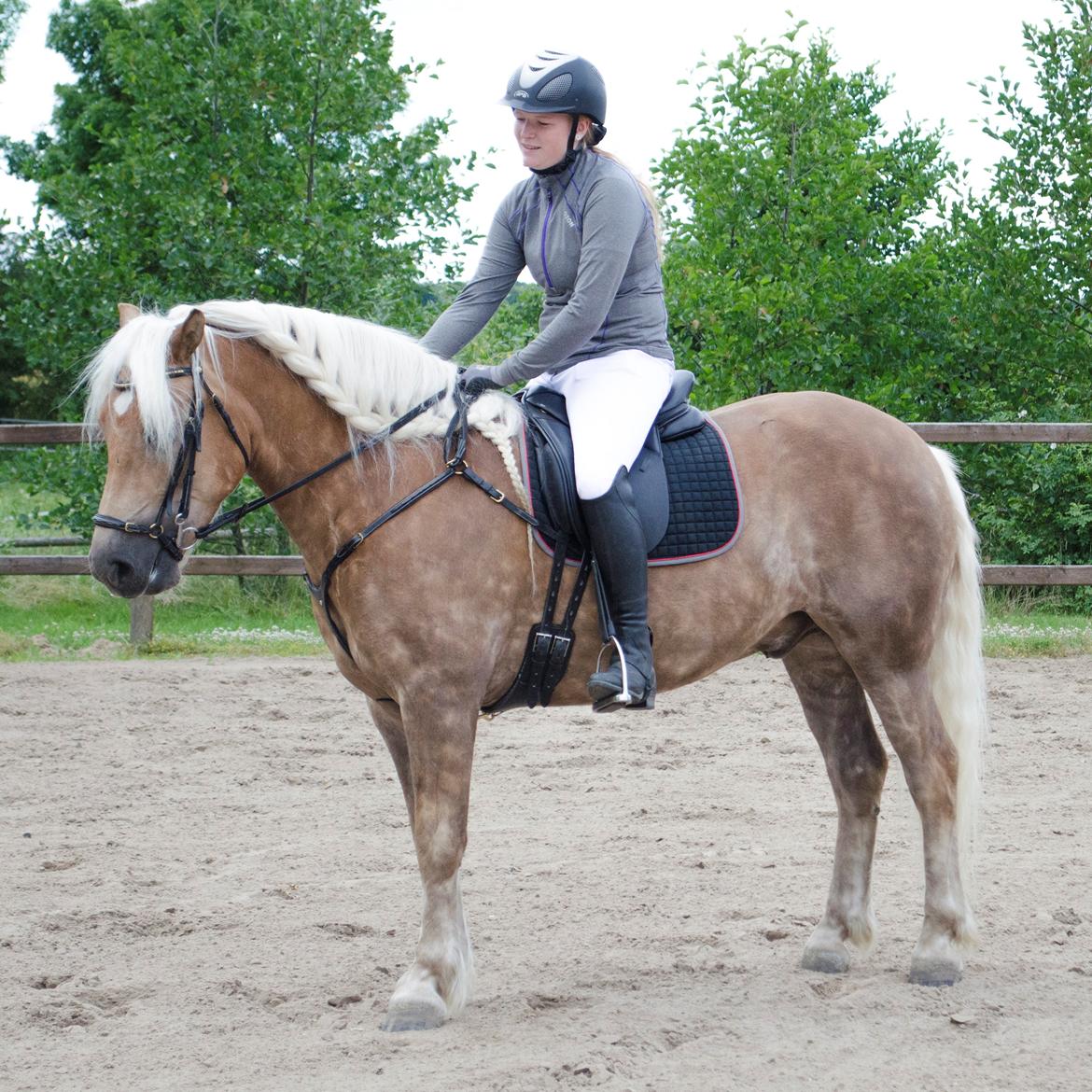 Haflinger RIDEDYRET ALADDIN - 6års billede 2