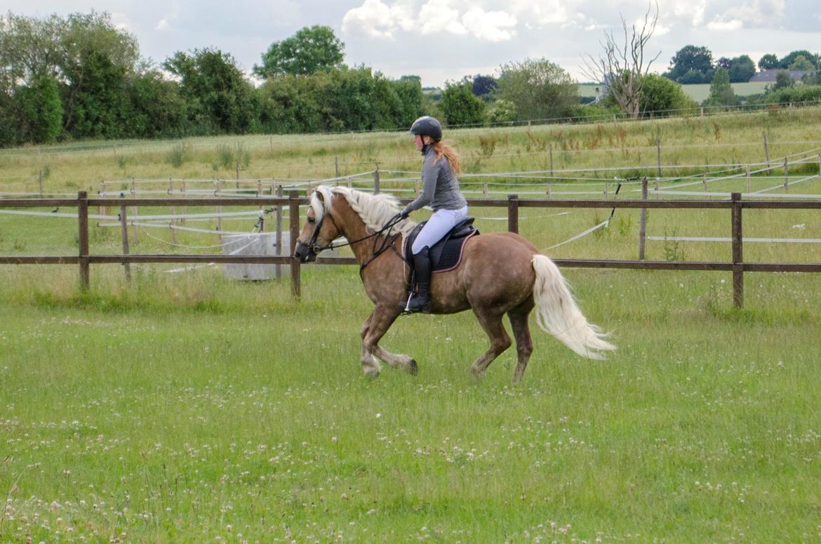 Haflinger RIDEDYRET ALADDIN - 6års billede 37