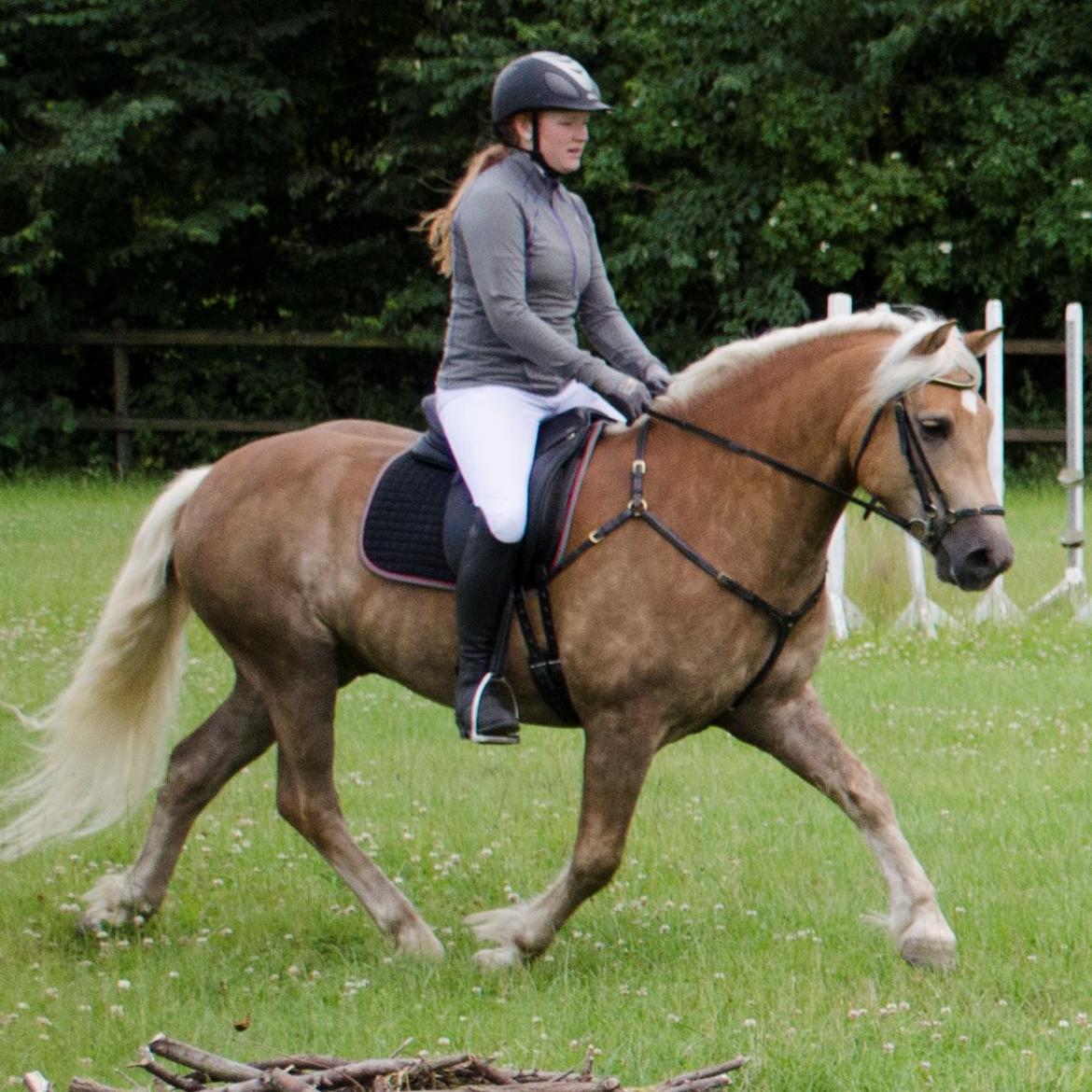 Haflinger RIDEDYRET ALADDIN - 6 års billede 18