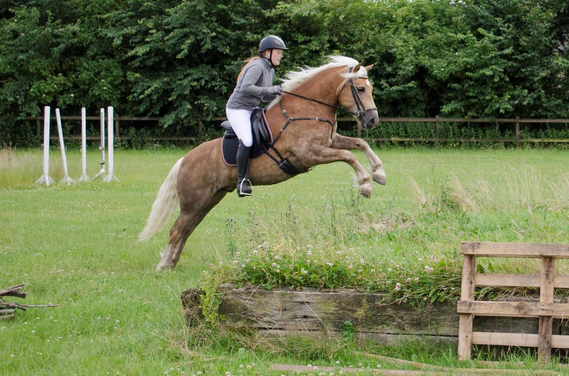 Haflinger RIDEDYRET ALADDIN - 6års billede 38