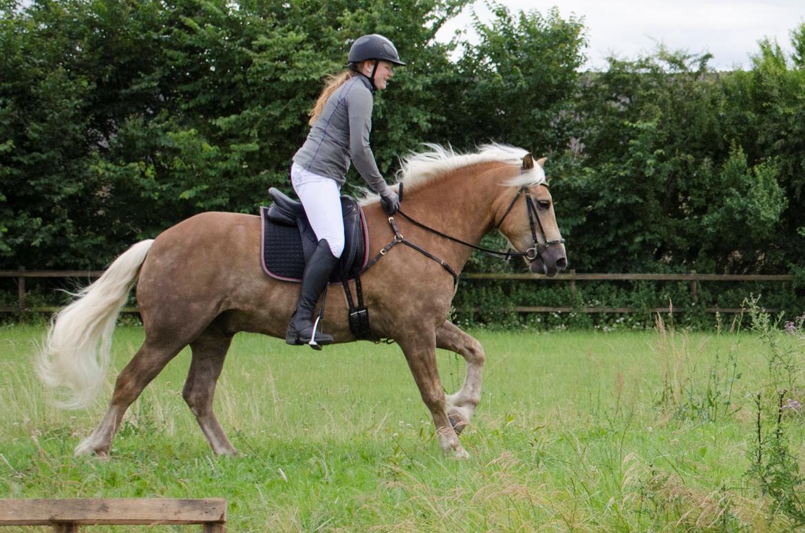 Haflinger RIDEDYRET ALADDIN - 6års billede 27