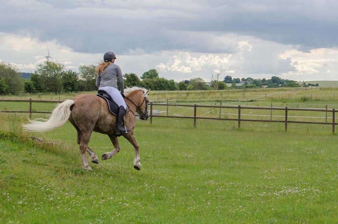 Haflinger RIDEDYRET ALADDIN - 6års billede 39