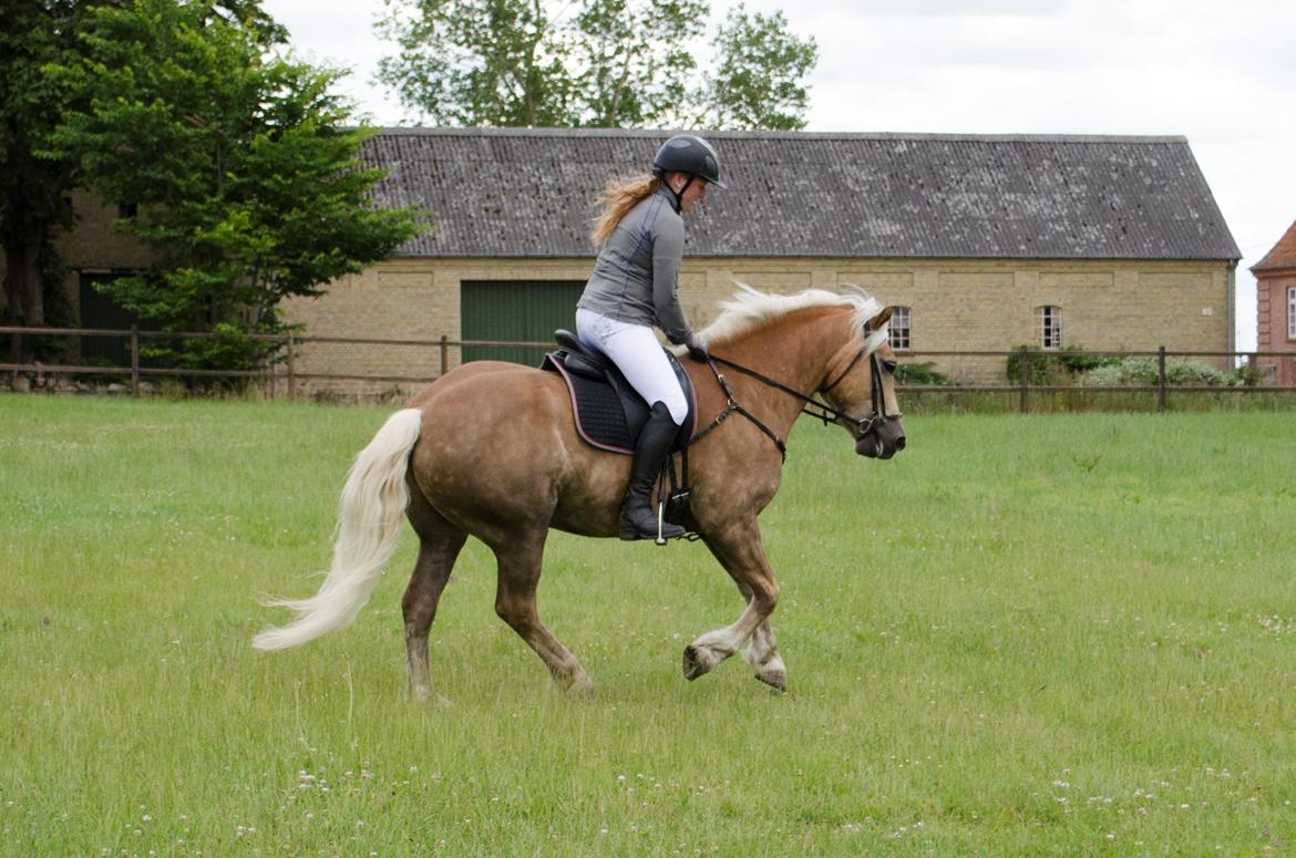 Haflinger RIDEDYRET ALADDIN - 6års billede 40