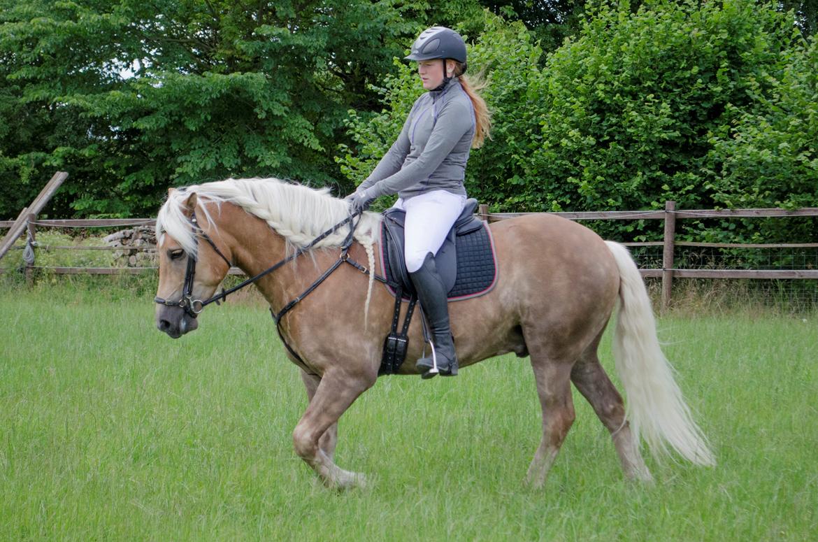 Haflinger RIDEDYRET ALADDIN - 6års billede 24