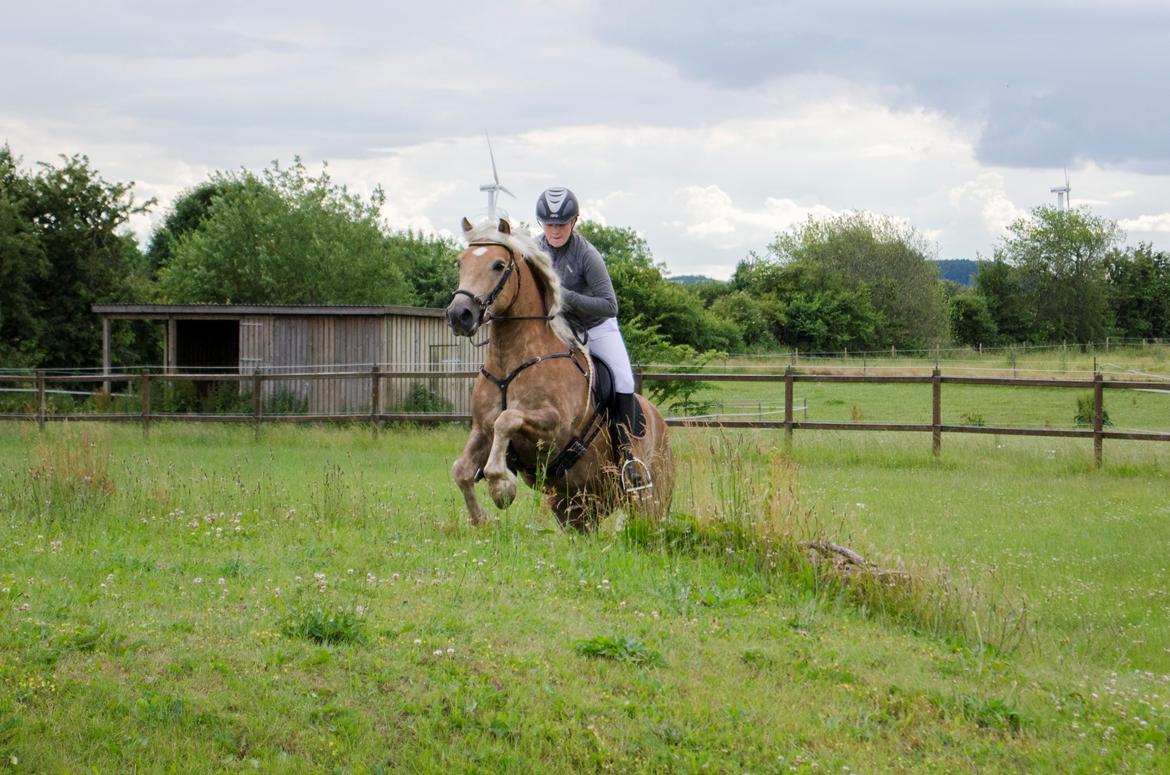 Haflinger RIDEDYRET ALADDIN - 6års billede 41