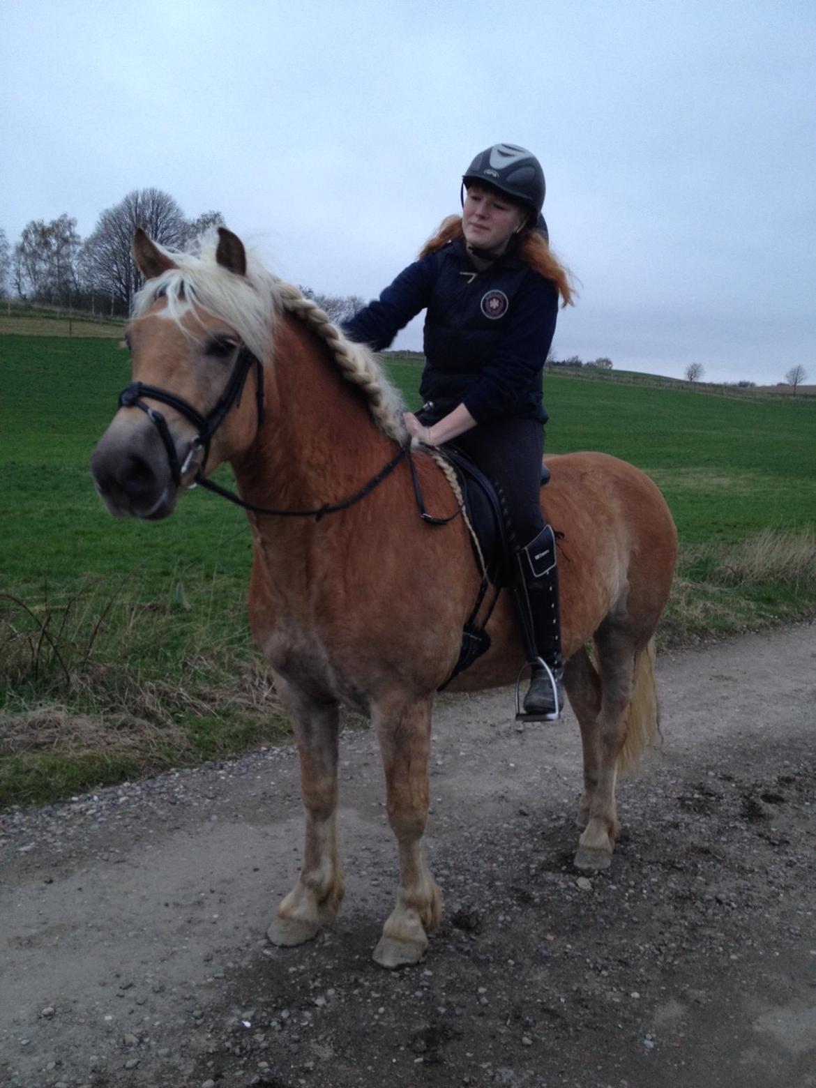 Haflinger RIDEDYRET ALADDIN - 6års nytilredet billede 42