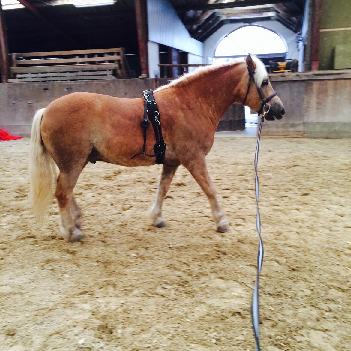 Haflinger RIDEDYRET ALADDIN - 6års igang med tilridning billede 43