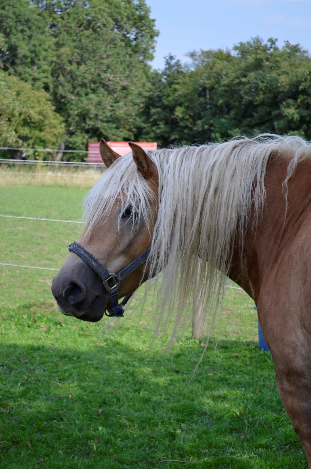 Haflinger RIDEDYRET ALADDIN - 5års billede 44