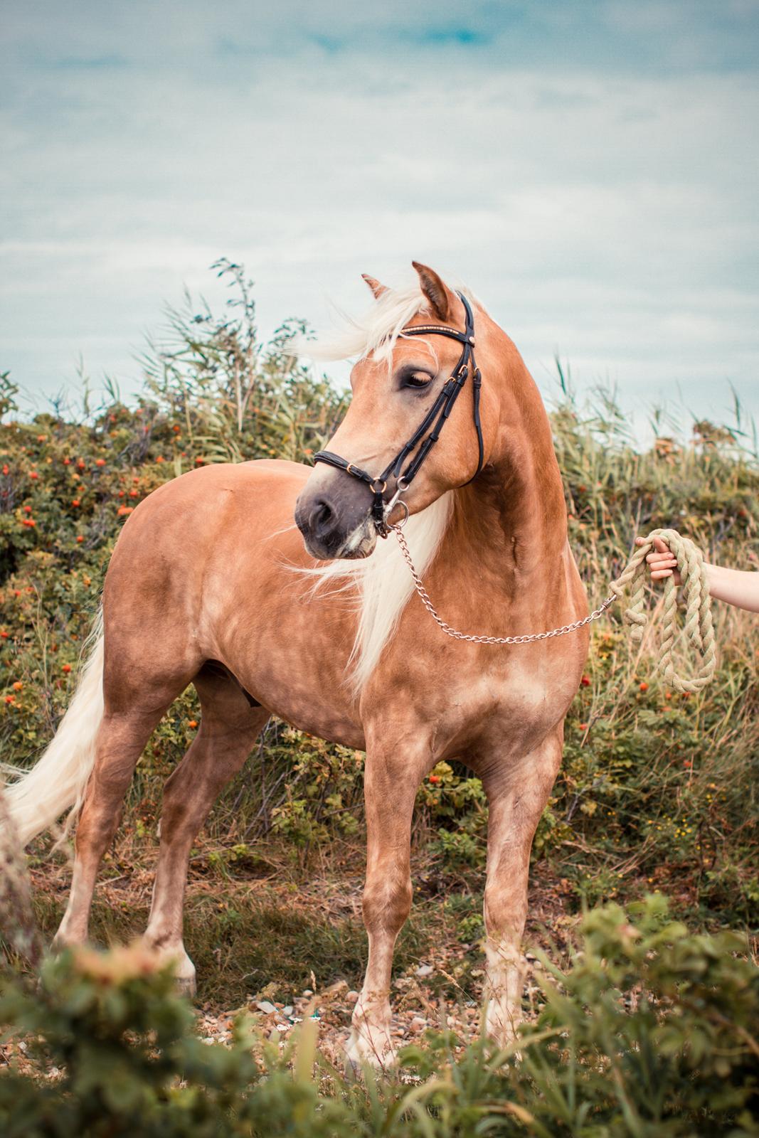 Haflinger RIDEDYRET ALADDIN billede 8