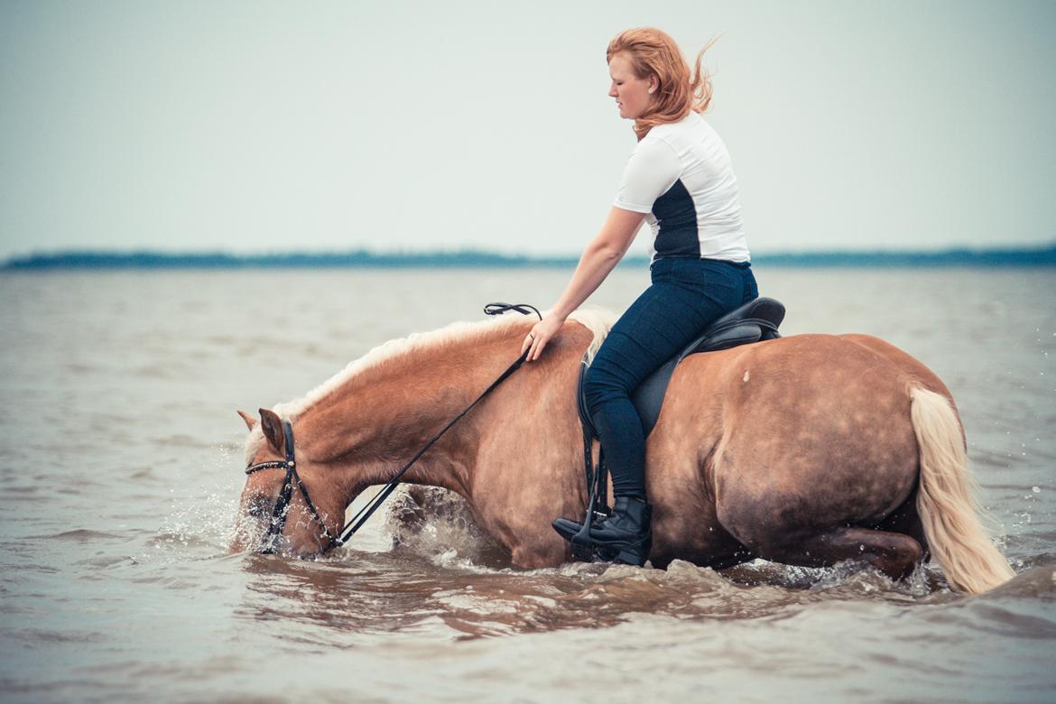 Haflinger RIDEDYRET ALADDIN - 6års første gang i havet billede 1