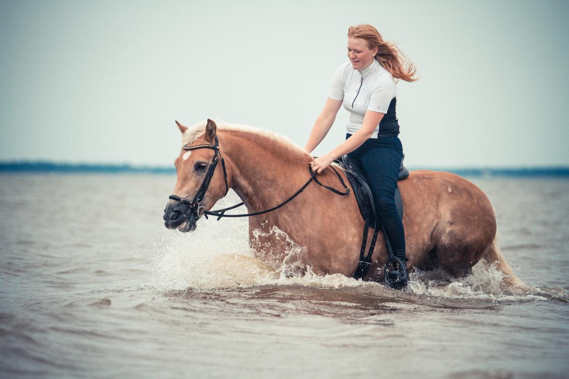 Haflinger RIDEDYRET ALADDIN - 6års første gang i havet billede 47