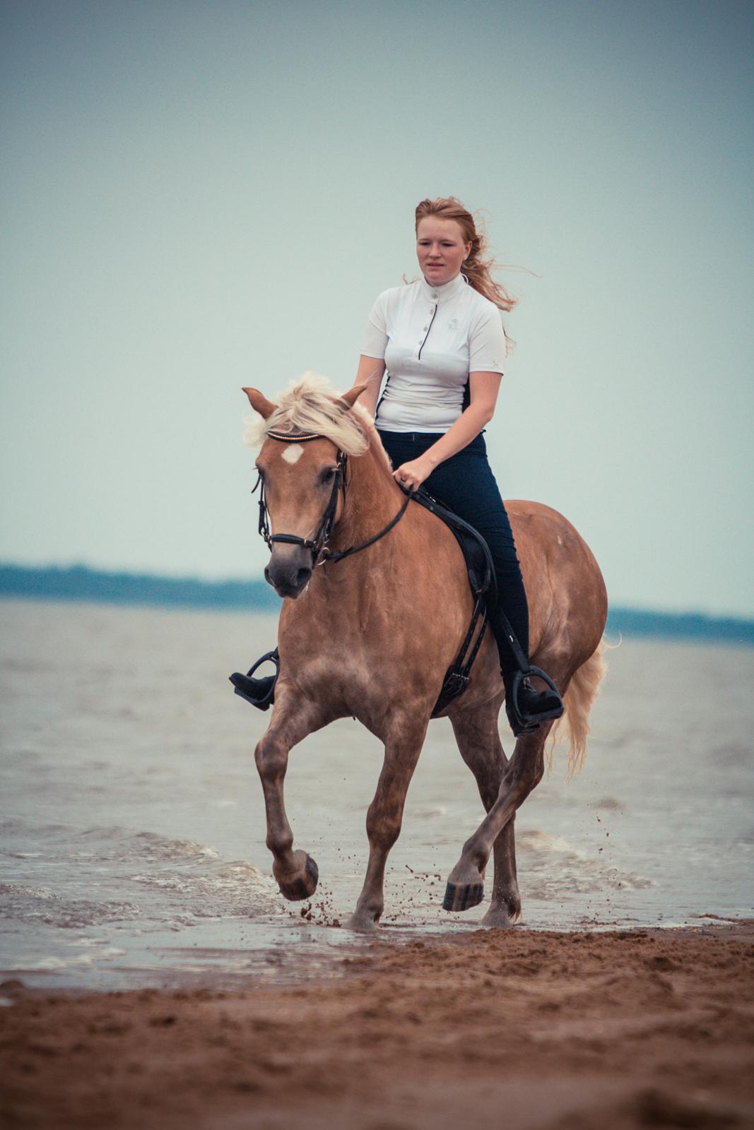 Haflinger RIDEDYRET ALADDIN - 6års første gang i havet billede 48