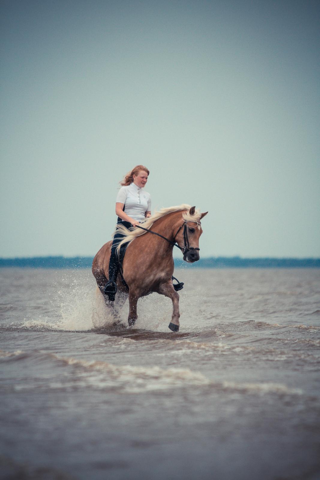 Haflinger RIDEDYRET ALADDIN billede 49