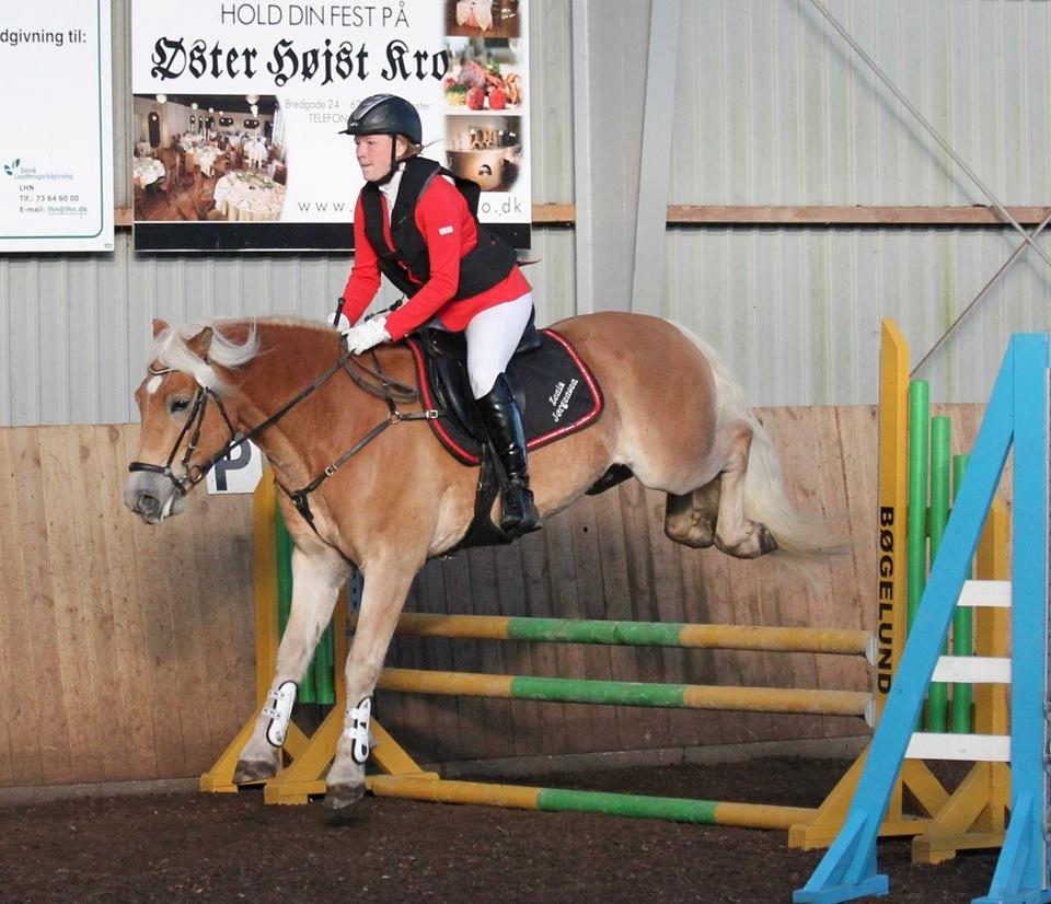 Haflinger RIDEDYRET ALADDIN - 6års første stævne billede 12