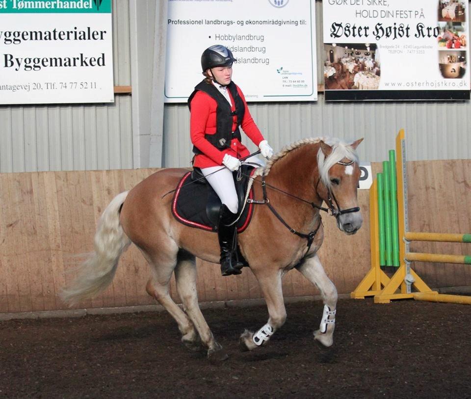 Haflinger RIDEDYRET ALADDIN - 6års første stævne billede 50